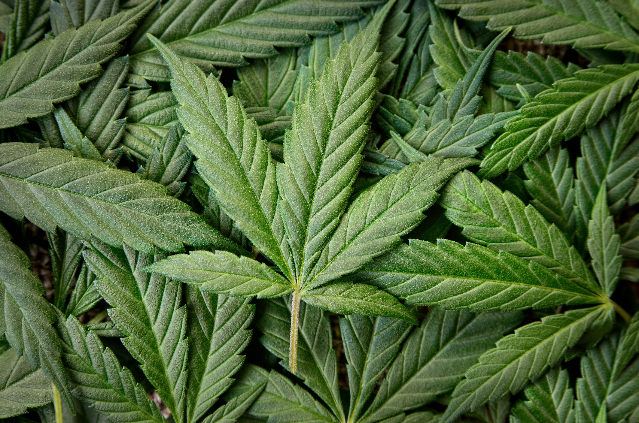 Background and texture of young and fresh cannabis leaves.